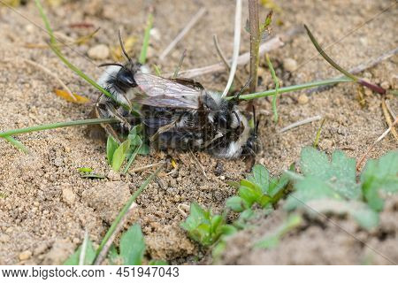 Closeup On A Mating Ball Of Two Male And One Female Greybacked Mining Bee, Andrena Vaga On The Groun