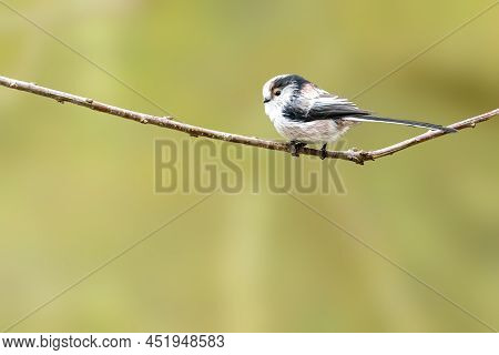 A Long-tailed Tit Sitting On A Branch Of A Tree At The Mönchbruch Pond In A Natural Reserve In Hesse
