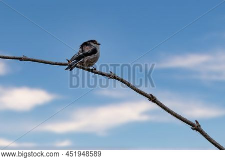 A Long-tailed Tit Sitting On A Branch Of A Tree At The Mönchbruch Pond In A Natural Reserve In Hesse