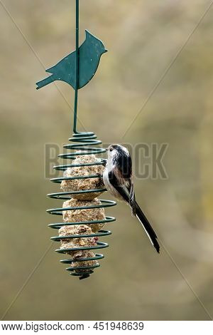 A Long-tailed Tit At A Feeding Place At The Mönchbruch Pond In A Natural Reserve In Hesse Germany.