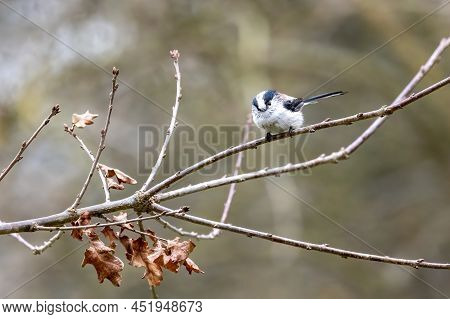 A Long-tailed Tit At A Feeding Place At The Mönchbruch Pond In A Natural Reserve In Hesse Germany.