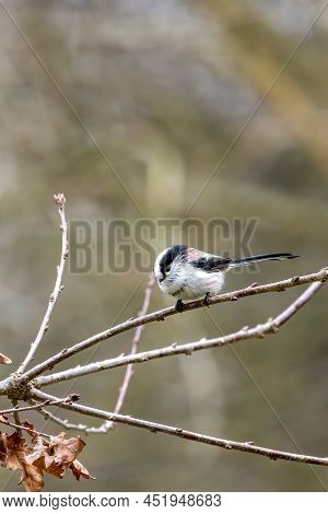 A Long-tailed Tit At A Feeding Place At The Mönchbruch Pond In A Natural Reserve In Hesse Germany.