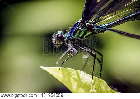 An Ebony Jewelwing Standing On A Leaf.
