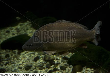 Common Carp Or European Carp (cyprinus Carpio), Morpha Nobilis.