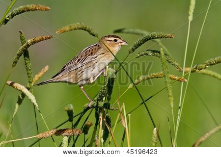 Рисовая птица женщина (dolichonyx Oryzivorus)