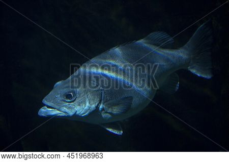 The Atlantic Wreckfish, Stone Bass Or Bass Groper (polyprion Americanus).
