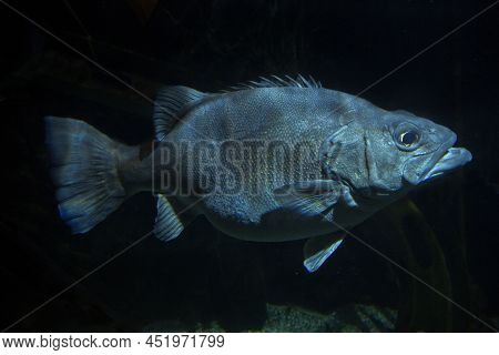 The Atlantic Wreckfish, Stone Bass Or Bass Groper (polyprion Americanus).