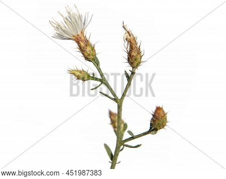 Diffuse Knapweed With White Flowers Isolated On White, Centaurea Diffusa