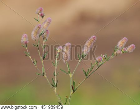 Rabbitfoot Clover Blooming Plant On A Meadow, Trifolium Arvense