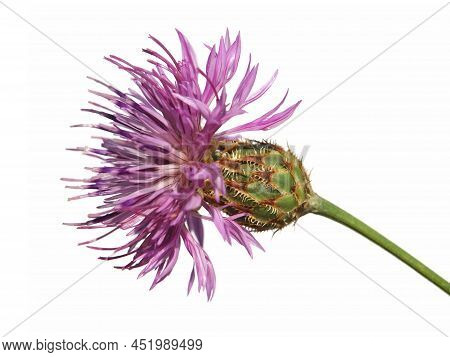 Purple Flower Head Of Centaurea Stereophylla Plant, Isolated On White