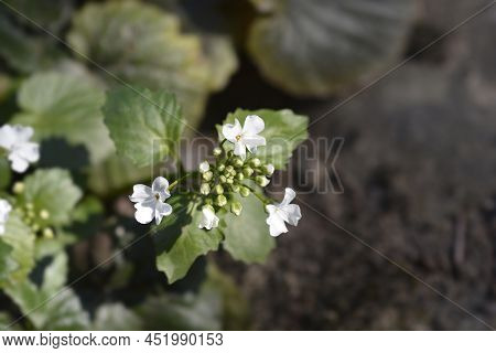 Caucasian Pennycress White Flowers In The Spring