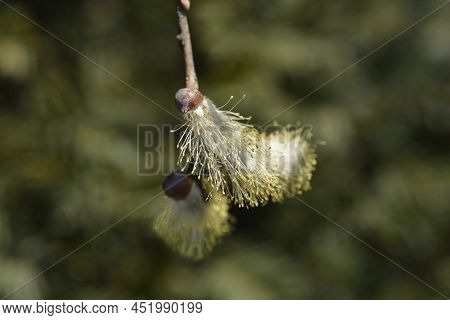 Kilmarnock Willow Branch With Flower In The Spring