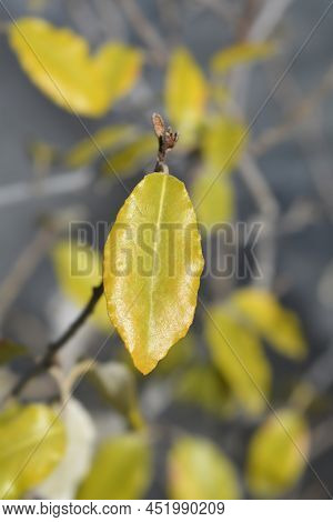 Ebbinges Silverberry Branch With Leaves In The Spring