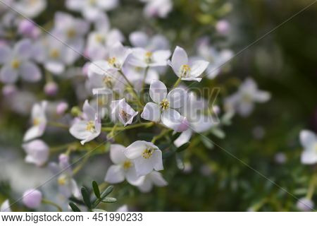 Narrow-leaved Boronia Pink Star Flowers In The Garden