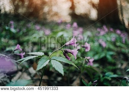 Biautiful purple spring flower in forest leaves closeup. Nature macro photography