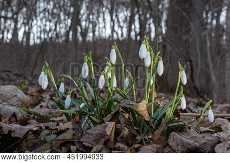 Early Spring Snowdrops, Galanthus Nivalis, Selective Focus And Diffused Background