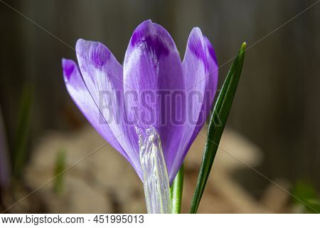 Sunlit Purple Crocus Flowers, Crocus Tommasinianus, Barr's Purple, Blooming In Spring, Side View, Gr
