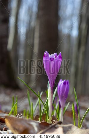 Sunlit Purple Crocus Flowers, Crocus Tommasinianus, Barr's Purple, Blooming In Spring, Side View, Gr