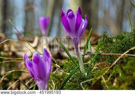 Close Up Of A Woodland Crocus, Crocus Tommasinianus, Flower Emerging Into Bloom