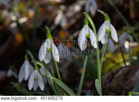 White Snowdrop Flower, Close Up. Galanthus Blossoms Illuminated By The Sun In The Green Blurred Back