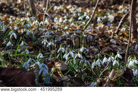 Early Spring Snowdrops, Galanthus Nivalis, Selective Focus And Diffused Background