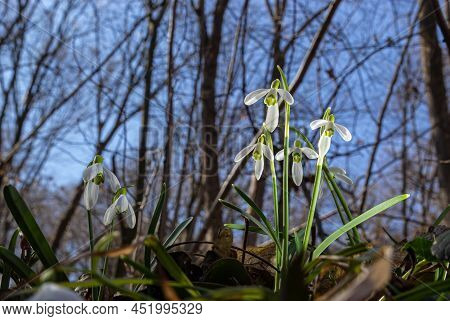 Early Spring Snowdrops, Galanthus Nivalis, Selective Focus And Diffused Background