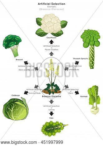 Artificial Selection Infographic Diagram Example Brassica Oleracea Human Desirable Breed Stem Leave 