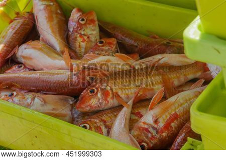 Fresh Fish On Box In Port Transferred By Fishermen From The Boat To The Market, Galicia, Spain. High