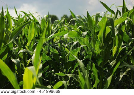 Corn Field Agriculture. Green Nature. Rural Farm Land In Summer. Plant Growth. Farming Scene. Outdoo