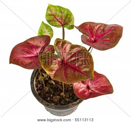 Potted Plants On A White Background