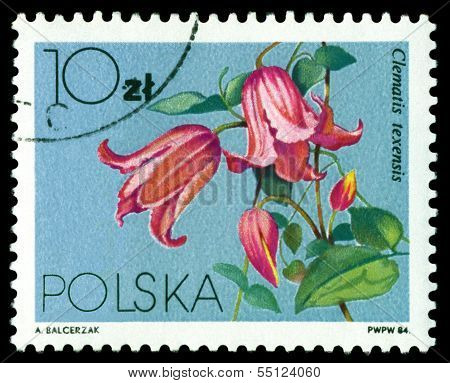 Vintage  Postage Stamp. Flower Clematis Texensis.