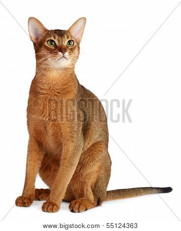 Abyssinian Cat Isolated On White Background