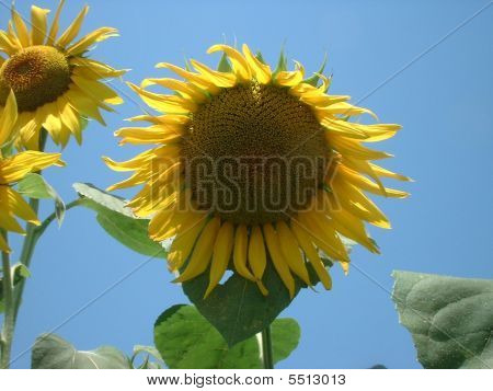 Sun flower