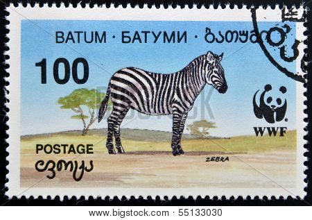 A stamp printed in Batumi shows zebra