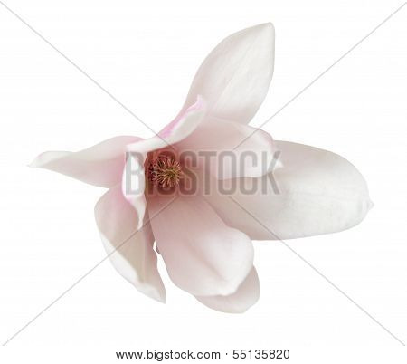 Magnolia Flower