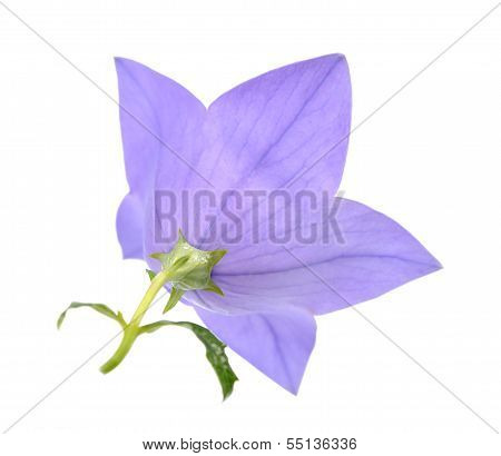 Platycodon Grandiflorus Flowers