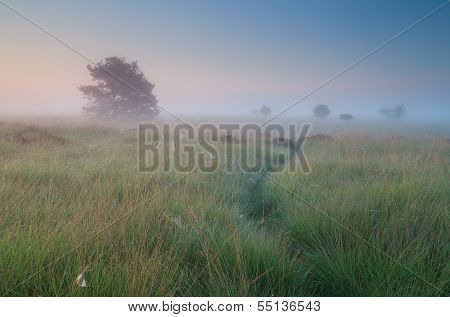 Calm Misty Summer Sunrise