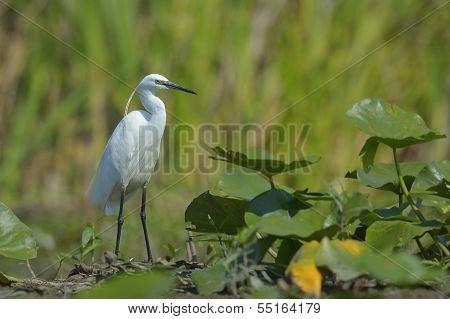Seidenreiher (Egretta Garzetta)