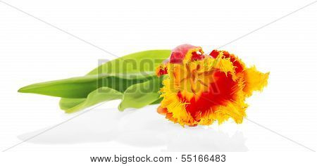 Bright tulip close up
