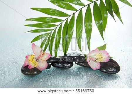 Green leaf over stones and flowers