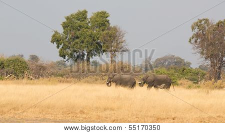 Elephants feeding