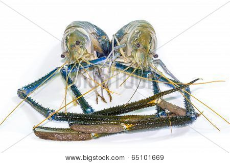Giant Freshwater Prawn