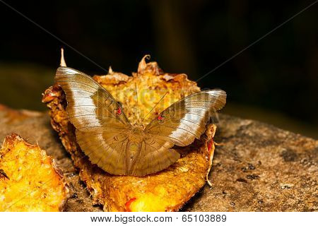 The Red Spot Duke Butterfly