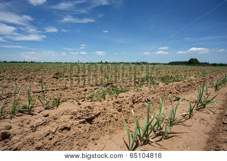 sugarcane farm in the urban of Thailand