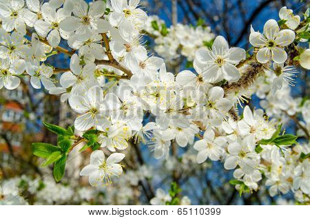 spring flowers