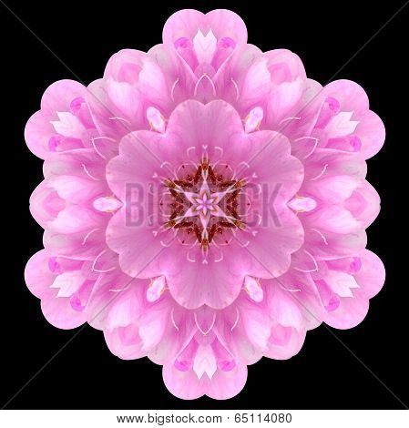 Pink Mandala Flower Kaleidoscope Isolated On Black