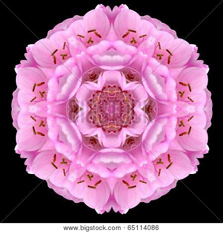 Pink Mandala Flower Kaleidoscope Isolated On Black