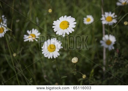 Daisies Macro: Bellis Perennis