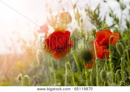 Poppies In The Meadow
