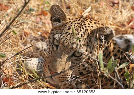Leopard stare